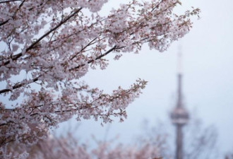 春天将至 多伦多5处浪漫赏樱之选