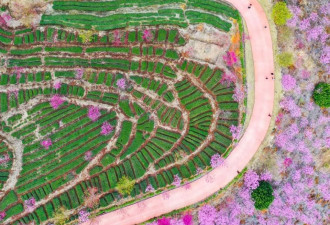 中国赏樱地图 最惊艳的樱花到底在哪里？