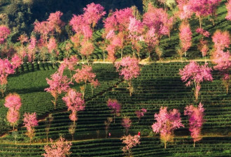 中国赏樱地图 最惊艳的樱花到底在哪里？