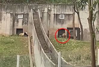 中国大猫熊中心竟“挥铁锹殴打大猫熊” 游客目击恶行