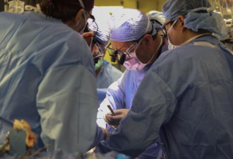 世界首例人类移植猪肾成功 麻州医生激动痛哭