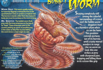 博比特虫，长达3米的海洋死亡之虫