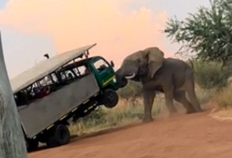 南非大象突发情暴走 游客卡车险变飞车