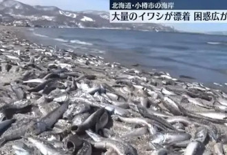 日本海岸漂浮大量死鱼，绵延7公里，当地政府警告
