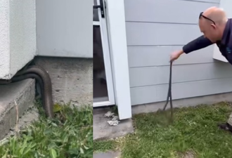 视频爆火：世界第二毒的蛇在家门口交配 结果…