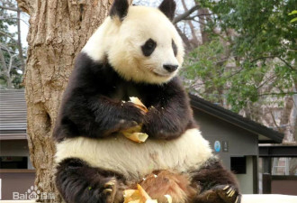 中国赠送给日本的大猫熊“旦旦”31日晚间离世