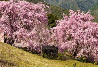 春天来了！东京山梨400年枝垂樱开花