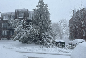 魁北克省大雪 30万户大停电