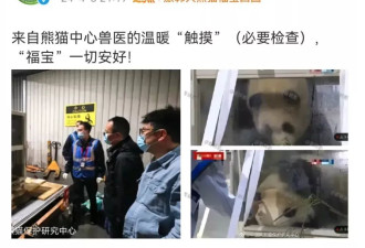 熊猫“福宝”回国疑被戳 中韩网友不满 最新回应来了