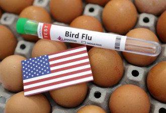 全美最大鸡蛋生产商工厂现禽流感 影响供应