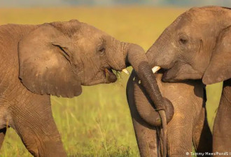 不接受拒绝！非洲国家要强送2万头大象给德国