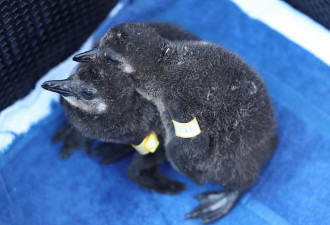 企鹅集体暴毙 数量恐破万 元凶疑为禽流感