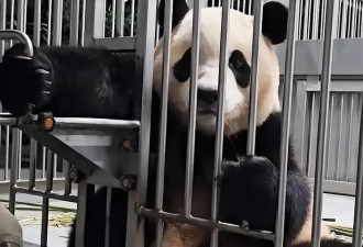 熊猫福宝中国饲养员遭网暴！私生饭都来