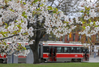安排上！多伦多High Park樱花下周开放！今年花期延长3周