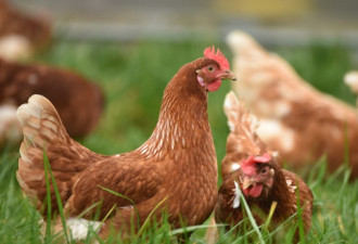 加拿大边境禽流感爆发出现传人病例 小心食用鸡肉鸡蛋