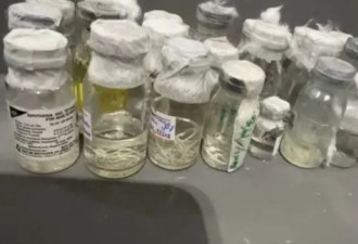 骇人场面！中国旅客携带“57瓶寄生虫”过海关