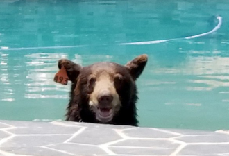 结束冬眠 棕熊民宅垃圾箱觅食、后院泳池戏水