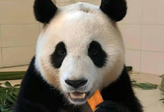 旅韩大熊猫园欣脱毛惹心疼！韩方被曝克扣水果，导致营养不良