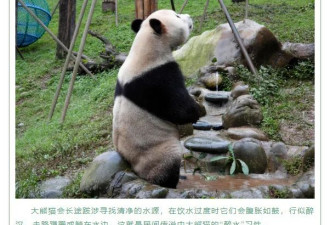 大熊猫其实会游泳，但在水深处也有溺水的危险