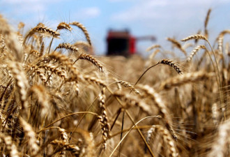 中国取消150万吨美澳小麦，抄底俄罗斯