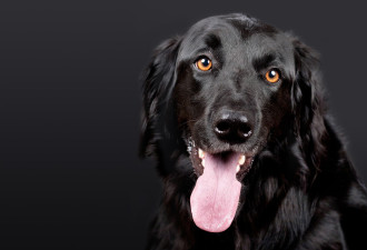 一只黑狗成了医学期刊审稿人没人发现？