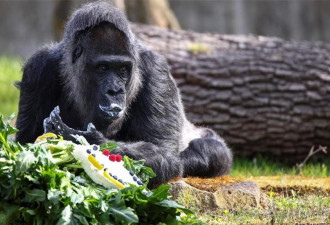 世界最老大猩猩 在柏林庆祝67岁生日