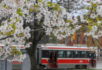 多伦多High Park樱花下周达盛开高峰