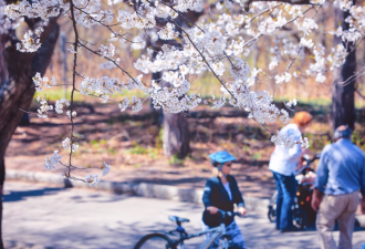 打卡！High Park樱花将达盛开高峰：多伦多这些地方都可赏樱！