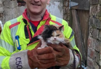 英国猫咪获救后“一脸愤怒” 网上爆红