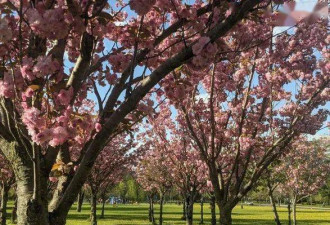除了High Park 多伦多最好的十个赏樱地