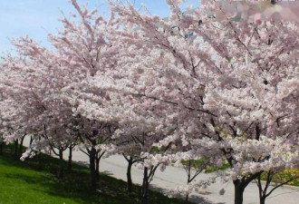 除了High Park 多伦多最好的十个赏樱地