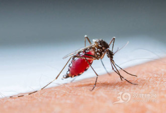 蚊子咬了艾滋病人 再叮别人会传染吗