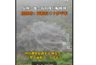 福建泉州发现一巨型蜘蛛网 有30多平方米