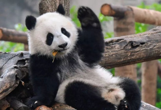中美熊猫外交再续约 2025年一对大熊猫赴旧金山