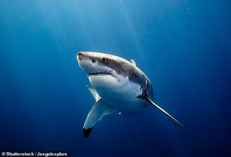 澳洲热门冲浪点发生鲨鱼袭人事件！