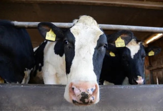 美国在牛奶中发现高浓H5N1病毒！