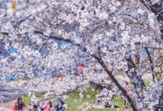 赏樱正当时！多伦多High Park樱花70%盛开
