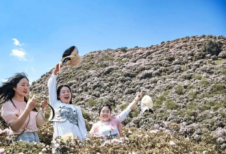 贵州乌蒙大草原：人间四月芳菲正是踏春好时节