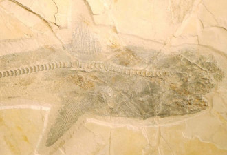 谜样200年 史前巨鲨“皱齿鲨”长相揭晓