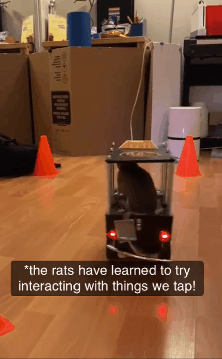 厉害了！加拿大夫妇正在教宠物鼠开车：比我们想象中聪明得多！