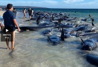 160只领航鲸搁浅西澳海岸 26只已经死亡