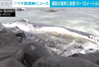 日本海岸漂浮大型鲸鱼尸体，长度达10至15米