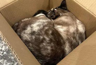 一只犹他州的猫钻进Amazon盒子 被发现时竟在…