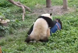 中国功夫熊猫大暴走 硬上饲养员不讲武德