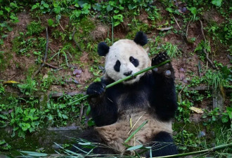 定了！中国将送这两只大熊猫赴美