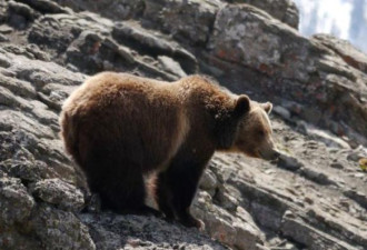 BC省华裔男子非法猎杀灰熊被重罚