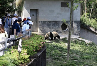 已选定2只大熊猫 饲养师和兽医陪同赴美国