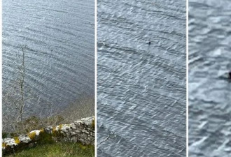 大温夫妇意外拍到“尼斯湖水怪”照片 巨大影子游动 引爆全球热议