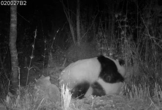 白水江园红外相机拍摄到野生大熊猫交配