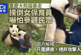 视频:重庆大熊猫“硬上”女保育员？园方:只是调皮